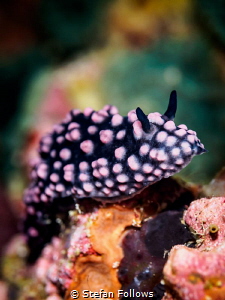 Common as Muck. Varicose Wart Slug - Phyllidiella nigra. ... by Stefan Follows 
